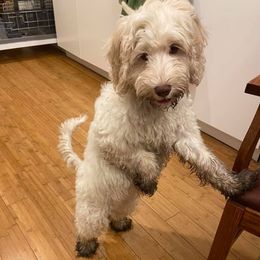 Australian Labradoodles from Krista Dinsmore