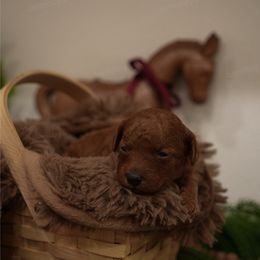 Waffle - Red  female Poodle puppy in Sacramento, California from bemi_toys