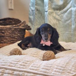 AKC Meet Sylia :) - Black and tan female Dachshund puppy in Centerville, Iowa from Barnyard Dachshunds, Dals & Doodles