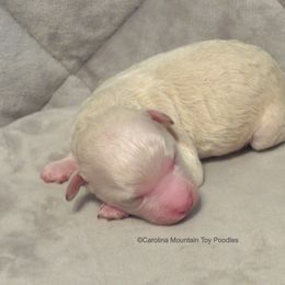 Poodle Puppies from Carolina Mountain Toy Poodles