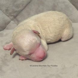 Poodle Puppies from Carolina Mountain Toy Poodles