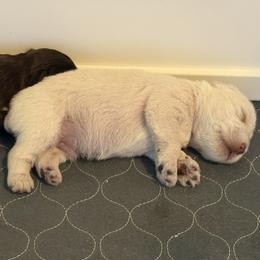 Miniature Schnauzer Puppies from PK Mini Schnauzers