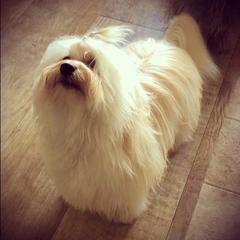 Mel - Havana Silk Dog