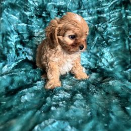 Reef - Red male Cavapoo puppy in Knoxville, Tennessee from Rocky Top Cavapoos