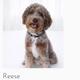Reese