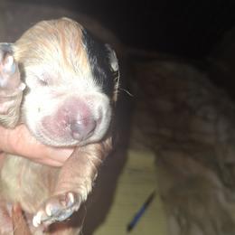 Boy 4 - Blue male Australian Cattle Dog puppy in Buffalo Valley, Tennessee from Buffalo Valley Breeders