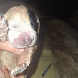 Boy 4 - Blue male Australian Cattle Dog puppy in Buffalo Valley, Tennessee from Buffalo Valley Breeders