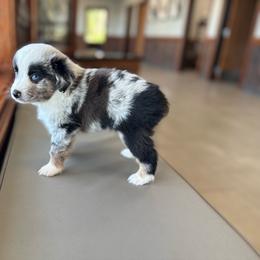Cosmic crisp - Blue merle male Miniature Australian Shepherd puppy in Clarkesville, Georgia from North Georgia Gems