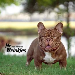 Wrinkles - French Bulldog