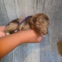Hazelnut - Red merle female Aussiedoodle puppy in Lithia, Florida from Waterford Doodle Farm