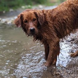 Chance - Golden Retriever