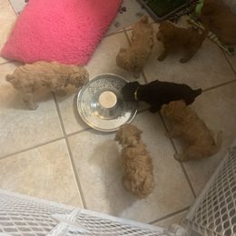 German Shorthaired Pointer and Labradoodle Puppies from Faddis Family Farms