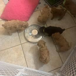 German Shorthaired Pointer and Labradoodle Puppies from Faddis Family Farms