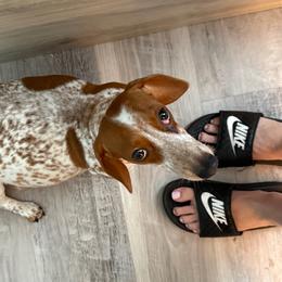 Bia - Dachshund
