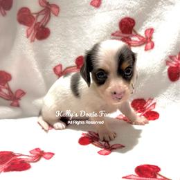 Blue and Tan Piebald Female Longhair Green Collar - Blue and tan female Dachshund puppy in Cleveland, Tennessee from Kelly's Doxie Farm