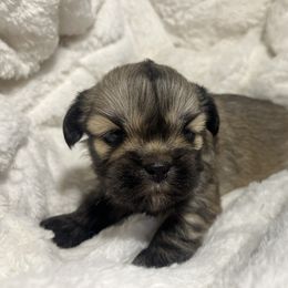 Lhasa Apso Puppies from Teenas Lhasa Apsos
