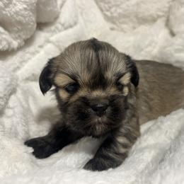 Lhasa Apso Puppies from Teenas Lhasa Apsos