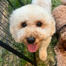 Hashbrown - Goldendoodle