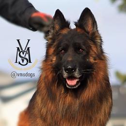 Gandalf - German Shepherd