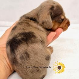Chocolate dapple - Dapple female Dachshund puppy in Polk County, Florida from Jessi’s Mini Dachshunds