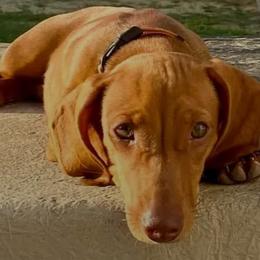 Penny - Dachshund