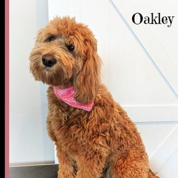 Oakley - Goldendoodle