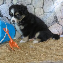 Leo - Black tri male Miniature Australian Shepherd puppy in Stevenson, Alabama from Big Coon Little Aussies