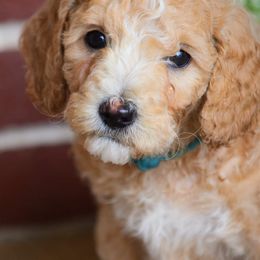 Goldendoodles from Midwest Country Doodles