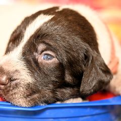 Boy number 6 - Liver and white male German Wirehaired Pointer puppy in Wallis, Texas from Jagged Edge German Wirehaired Versatility Dogs