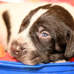 Boy number 6 - Liver and white male German Wirehaired Pointer puppy in Wallis, Texas from Jagged Edge German Wirehaired Versatility Dogs