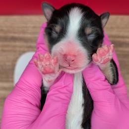 Quinn4Boy5- BTM,LONG,AKC,OFAs,Genetics - Black tri-color male Australian Shepherd puppy in South Hill, Virginia from Silverside Aussies LLC