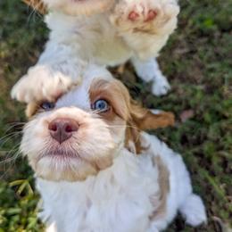 Cavapoo Puppies from WW Cavapoos