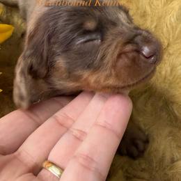 Orange - Dapple male Dachshund puppy in Leoma, Tennessee from Southbound Kennel