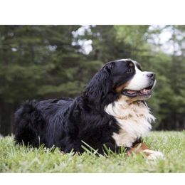 Gatsby - Bernese Mountain Dog