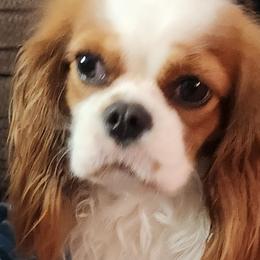 Cavalier King Charles Spaniels from Royal Paradise Cavaliers of Hawaii