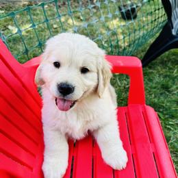 Golden Retriever puppies from Amore Doro’ N Marshell Golden’s