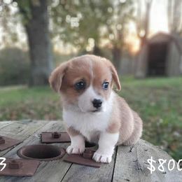 Boy 3 - Red male Pembroke Welsh Corgi puppy in Nixa, Missouri from Pistol Creek Puppies