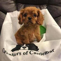 Cavalier King Charles Spaniel Puppies from Castlemar Cavaliers
