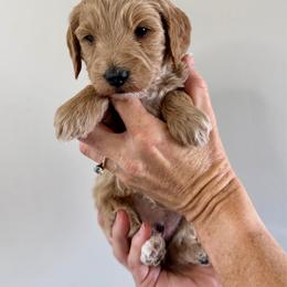 Ella - Cream female Goldendoodle puppy in Lindon, Utah from Ruby’s Minidoodles LLC