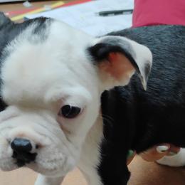 Boston Terriers from Bobos Bostons