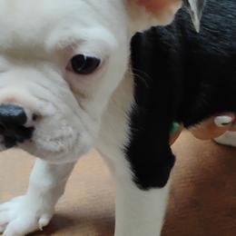 Boston Terriers from Bobos Bostons