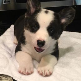 Cardigan Welsh Corgi Puppies from Rochar Cardigan Welsh Corgis