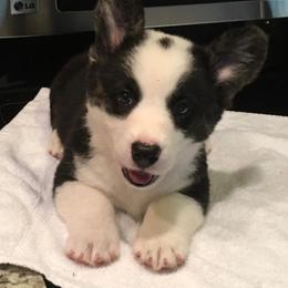 Cardigan Welsh Corgi Puppies from Rochar Cardigan Welsh Corgis