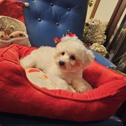 Lila - White and buff female Bichon Frise puppy in Chatham, Illinois from Bichon Frise Partnership
