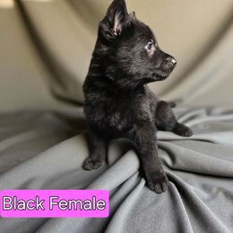Girl 1 - Black female German Shepherd puppy in Altoona, Florida from Blue Line Shepherds