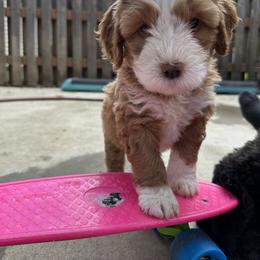 Bernedoodle, Poodle, and Saint Berdoodle Puppies from Myt fine doodles