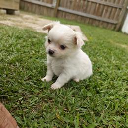 Snow - Cream and white male Chihuahua puppy in Gray, Louisiana from Chi Chi's Place LLC