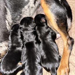 Boy 1 - Black and tan male Miniature Pinscher puppy in Staunton, Virginia from Little L’s Magical Min Pins
