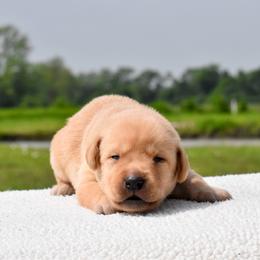 Black collar - Yellow male Labrador Retriever puppy in Gober, Texas from Trigger Time Kennels