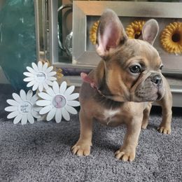 French Bulldog Puppies from Real Dream Productions
